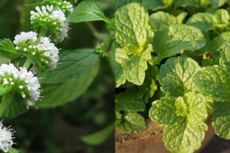 香草養多肉好養活嗎_香草多肉容易養成老樁_多肉香草好養嗎