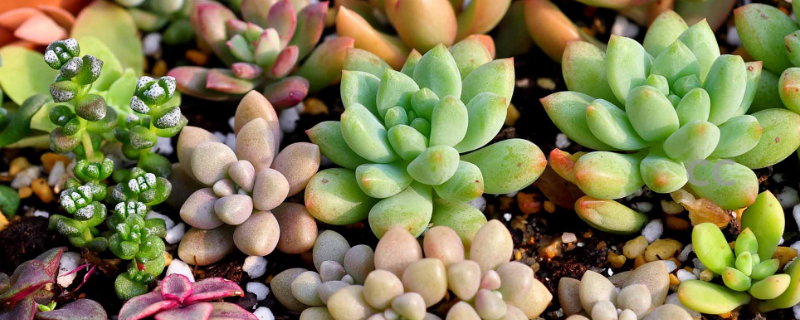 多肉植物應(yīng)該如何養(yǎng)殖，有哪些注意事項