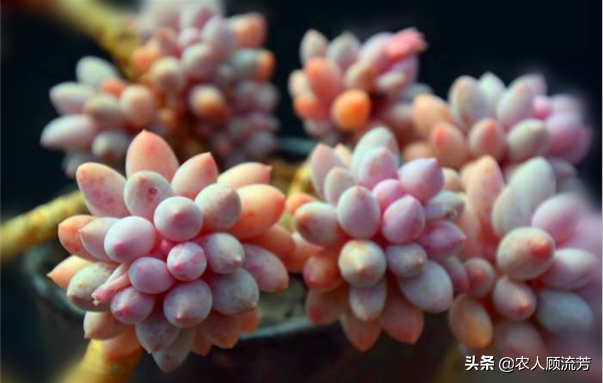 一、多肉植物“嬰兒手指”的養殖