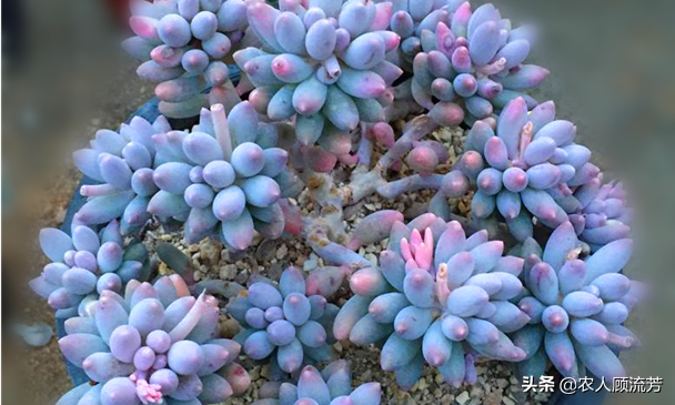 神似“嬰兒手指”的多肉植物你養(yǎng)過嗎？資深花友分享多年養(yǎng)種經(jīng)驗(yàn)