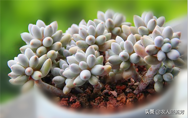 神似“嬰兒手指”的多肉植物你養(yǎng)過嗎？資深花友分享多年養(yǎng)種經(jīng)驗(yàn)