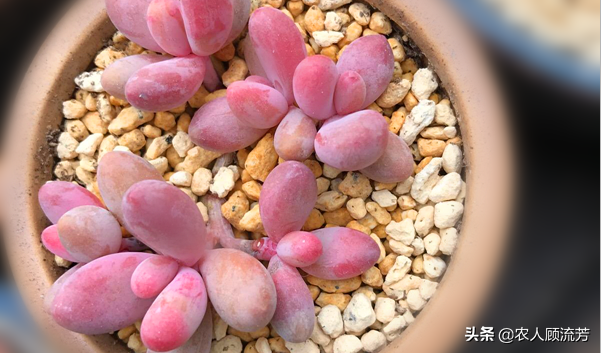 神似“嬰兒手指”的多肉植物你養(yǎng)過嗎？資深花友分享多年養(yǎng)種經(jīng)驗(yàn)