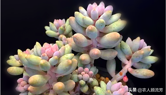 神似“嬰兒手指”的多肉植物你養(yǎng)過嗎？資深花友分享多年養(yǎng)種經(jīng)驗(yàn)