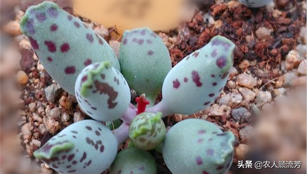 神似“嬰兒手指”的多肉植物你養(yǎng)過嗎？資深花友分享多年養(yǎng)種經(jīng)驗(yàn)