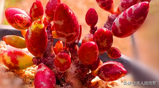 神似“嬰兒手指”的多肉植物你養(yǎng)過嗎？資深花友分享多年養(yǎng)種經(jīng)驗(yàn)