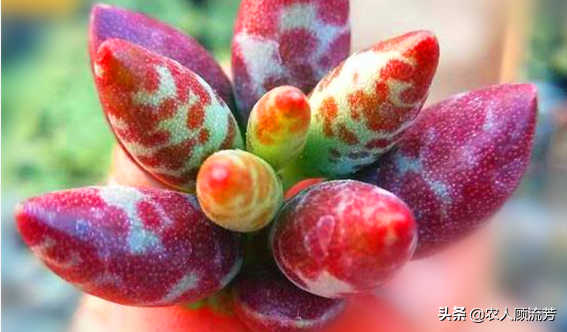 神似“嬰兒手指”的多肉植物你養(yǎng)過嗎？資深花友分享多年養(yǎng)種經(jīng)驗(yàn)