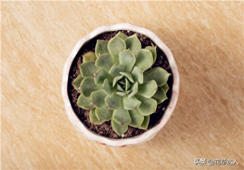 多肉養(yǎng)殖注意事項(xiàng)_事項(xiàng)養(yǎng)殖多肉注意什么_養(yǎng)殖多肉植物注意事項(xiàng)