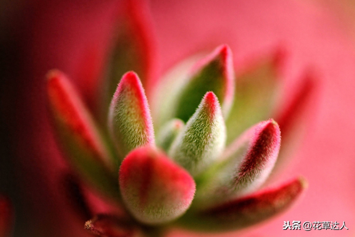 養(yǎng)殖多肉植物注意事項(xiàng)_事項(xiàng)養(yǎng)殖多肉注意什么_多肉養(yǎng)殖注意事項(xiàng)