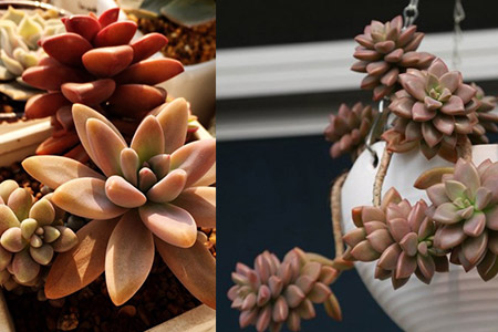 多肉景天科_多肉景天科品種_多肉景天科品種大全圖解