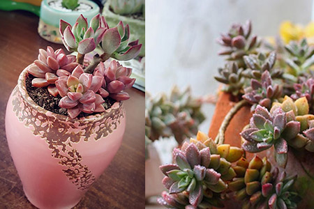 多肉景天科_多肉景天科品種大全圖解_多肉景天科品種