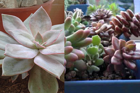 多肉景天科品種大全圖解_多肉景天科品種_多肉景天科