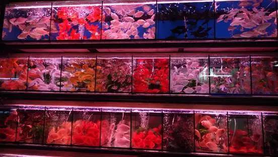 廣州賣(mài)觀賞魚(yú)的地方_廣州觀賞魚(yú)批發(fā)市場(chǎng)在哪里_廣州批發(fā)觀賞魚(yú)的市場(chǎng)