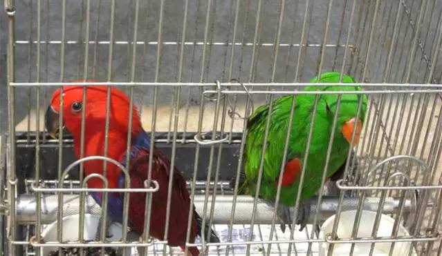 廣州觀賞魚(yú)批發(fā)市場(chǎng)在哪里_廣州賣(mài)觀賞魚(yú)的地方_廣州批發(fā)觀賞魚(yú)的市場(chǎng)