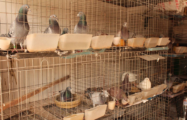 廣州賣(mài)觀賞魚(yú)的地方_廣州批發(fā)觀賞魚(yú)的市場(chǎng)_廣州觀賞魚(yú)批發(fā)市場(chǎng)在哪里