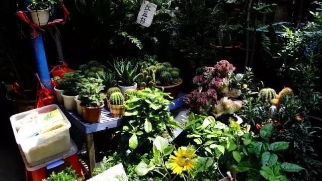 廣州觀賞魚(yú)批發(fā)市場(chǎng)在哪里_廣州賣(mài)觀賞魚(yú)的地方_廣州批發(fā)觀賞魚(yú)的市場(chǎng)