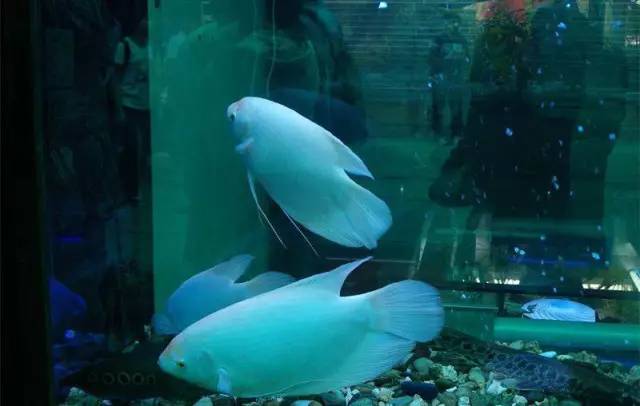 廣州批發(fā)觀賞魚(yú)的市場(chǎng)_廣州觀賞魚(yú)批發(fā)市場(chǎng)在哪里_廣州賣(mài)觀賞魚(yú)的地方