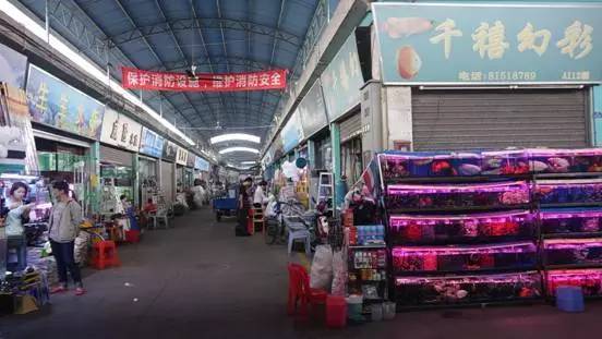 廣州觀賞魚(yú)批發(fā)市場(chǎng)在哪里_廣州批發(fā)觀賞魚(yú)的市場(chǎng)_廣州賣(mài)觀賞魚(yú)的地方
