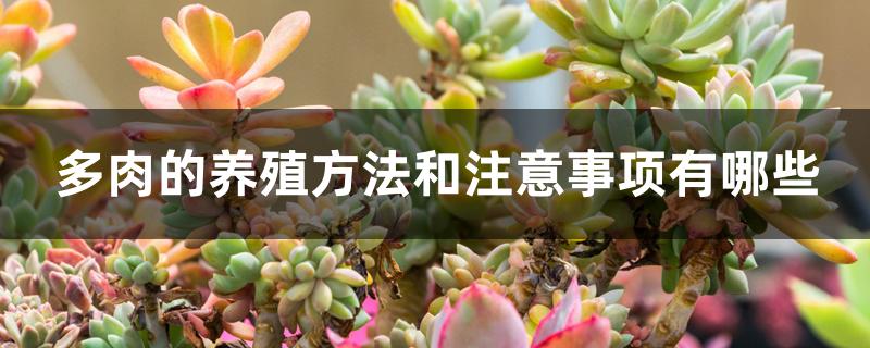 多肉的養(yǎng)殖方法和注意事項有哪些