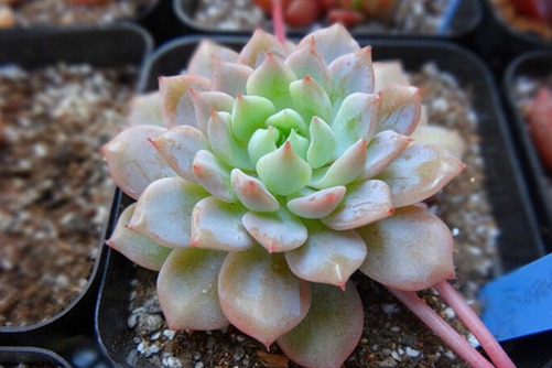 克多多、克拉拉多肉怎么養,克拉拉女生最喜歡的多肉