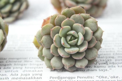 克多多、克拉拉多肉怎么養,克拉拉女生最喜歡的多肉