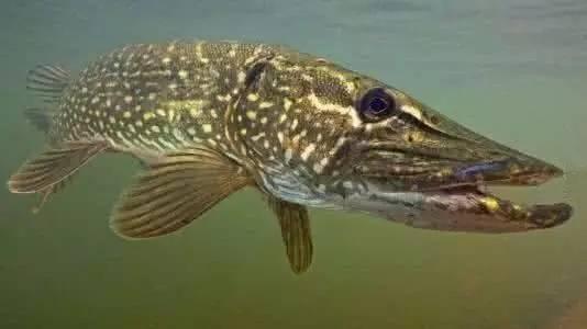 常見幾種觀賞魚的壽命問題，最短的和最長的，可以相差200年