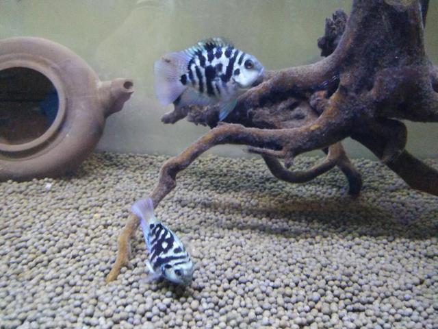 常見觀賞魚壽命_觀賞魚壽命幾年_觀賞魚壽命最長的有哪些