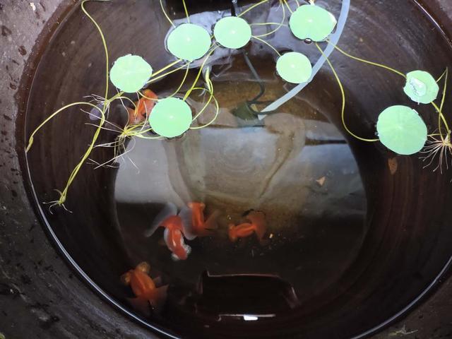 常見觀賞魚壽命_觀賞魚壽命幾年_觀賞魚壽命最長的有哪些