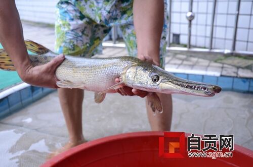 鱷魚嘴巴長_鱷魚嘴魚身體是什么魚_長嘴鱷觀賞魚