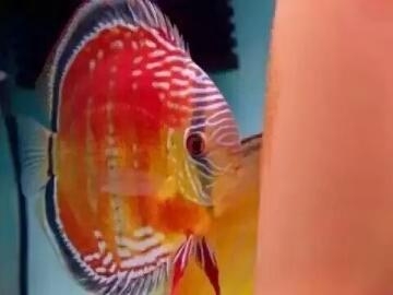 觀賞魚用什么水養最好_觀賞魚水養好用什么_觀賞魚水養好用什么魚