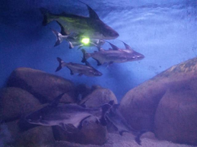 觀賞魚水養好用什么魚_觀賞魚用什么水養最好_觀賞魚水養好用什么