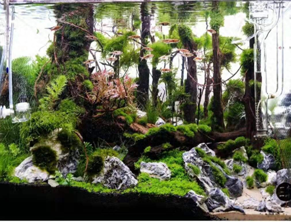 觀賞魚應(yīng)該用什么樣的水_觀賞魚用什么水養(yǎng)最好_觀賞魚水養(yǎng)好用什么