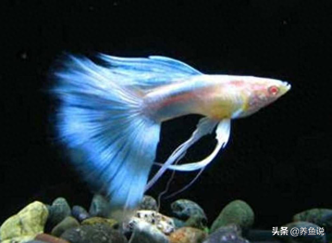 觀賞魚用什么水養最好_觀賞魚用水怎么養_觀賞魚水養好用什么魚