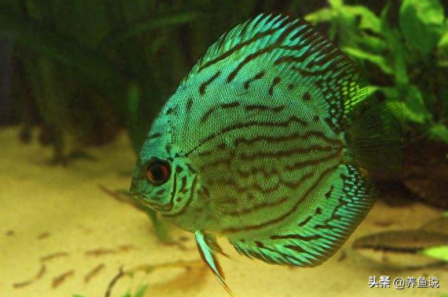 觀賞魚用什么水養最好_觀賞魚用水怎么養_觀賞魚水養好用什么魚