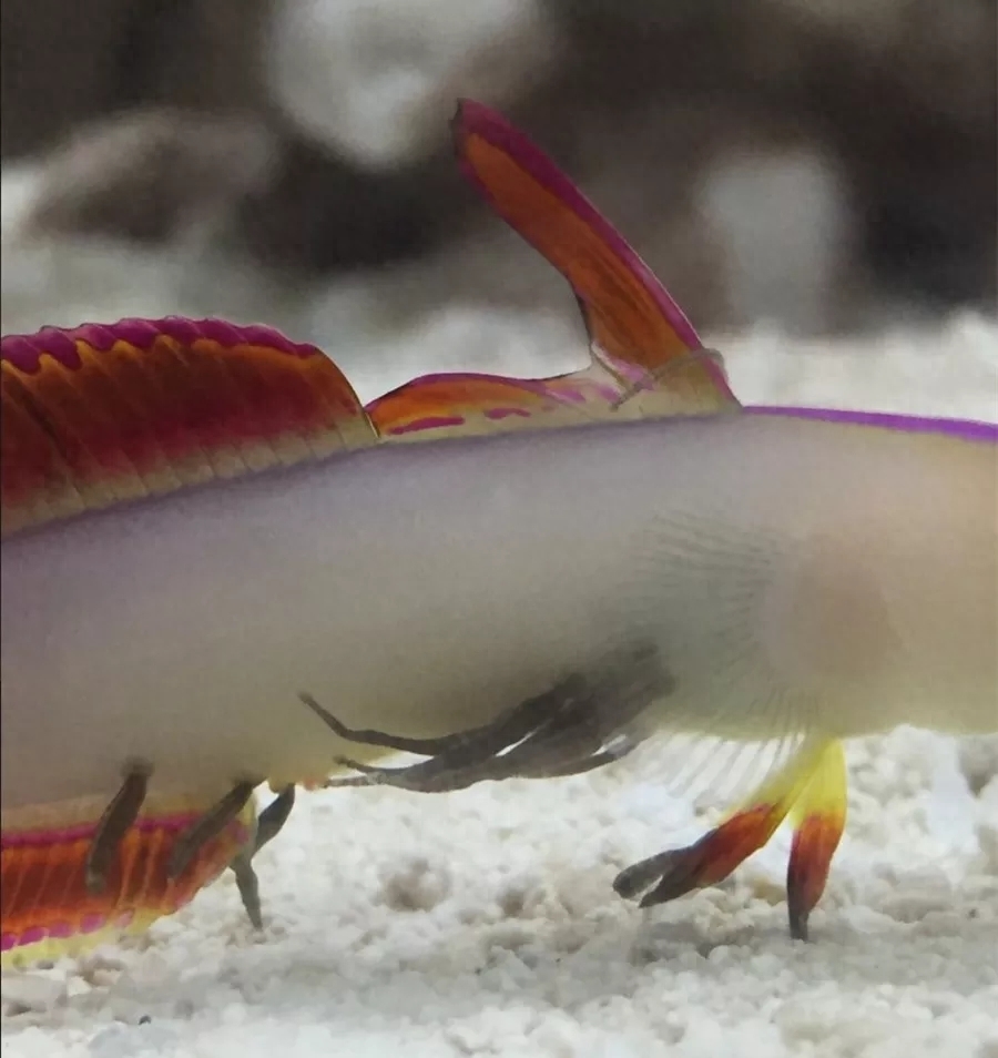 海水觀賞魚圖鑒1000種_海水觀賞魚圖鑒1000種_海水觀賞魚圖鑒1000種