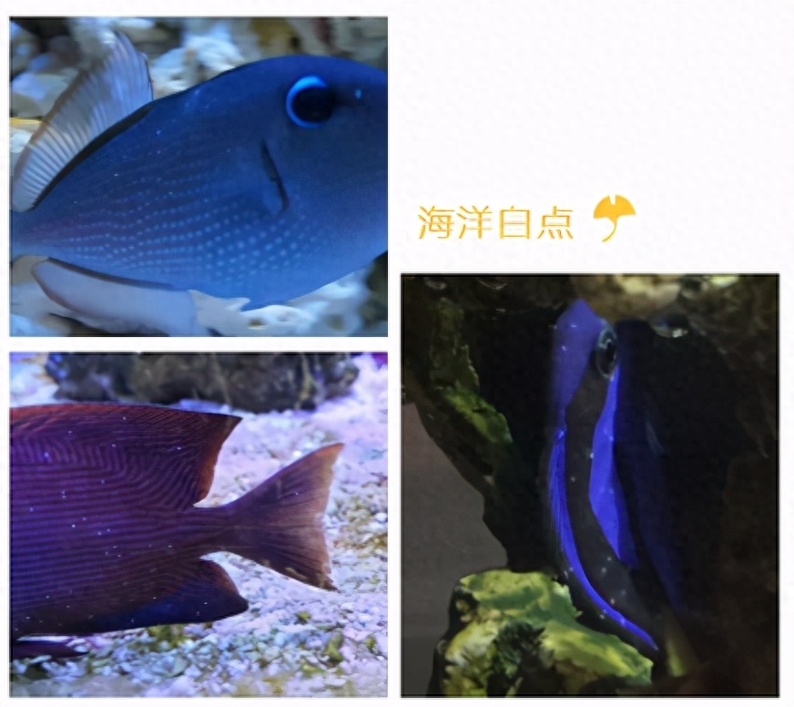 海水觀賞魚圖鑒1000種_海水觀賞魚圖鑒1000種_海水觀賞魚圖鑒1000種