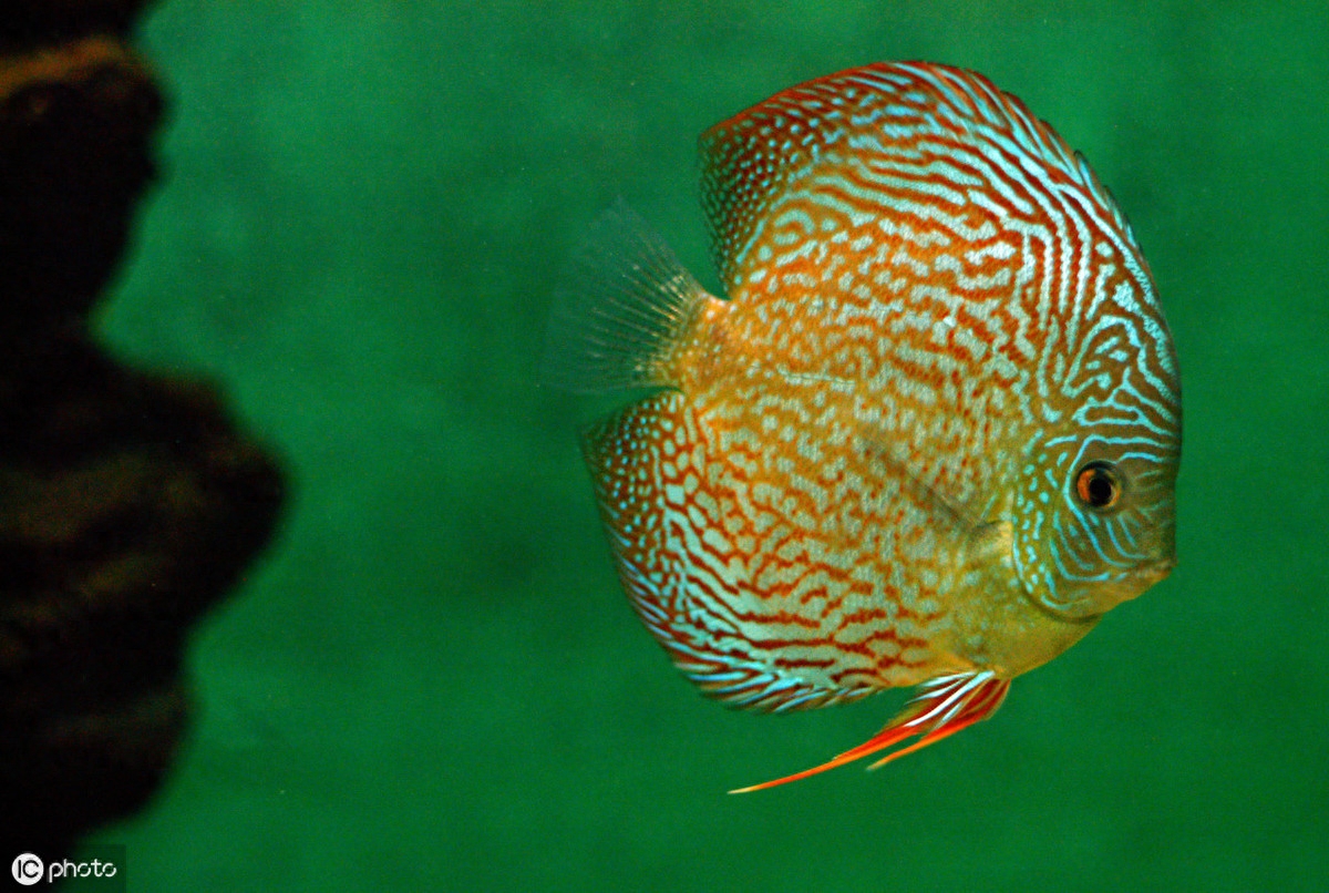 原來(lái)寵物熱帶魚有這么多種類，眼睛都看花了