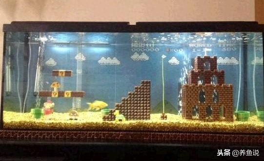 觀賞魚用什么水養最好_觀賞魚水養好用什么_觀賞魚應該用什么樣的水