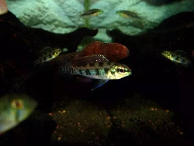 海水觀賞圖鑒魚種1000只_海水觀賞圖鑒魚種1000條_海水觀賞魚圖鑒1000種