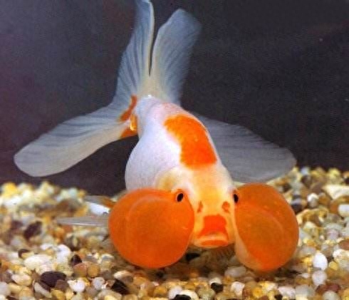 觀賞種類大全魚類圖片_觀賞魚種類大全_觀賞種類大全魚圖片