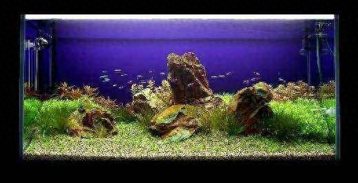 觀賞魚水養好用什么魚_觀賞魚應該用什么樣的水_觀賞魚用什么水養最好