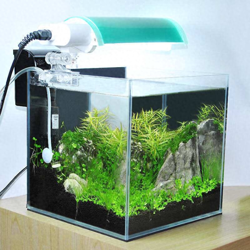 觀賞魚水養好用什么魚_觀賞魚應該用什么樣的水_觀賞魚用什么水養最好