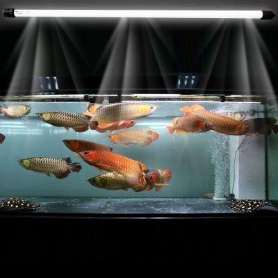 不同的魚缸飼養不同的觀賞魚，大小不一樣、過濾不一樣，選擇不同