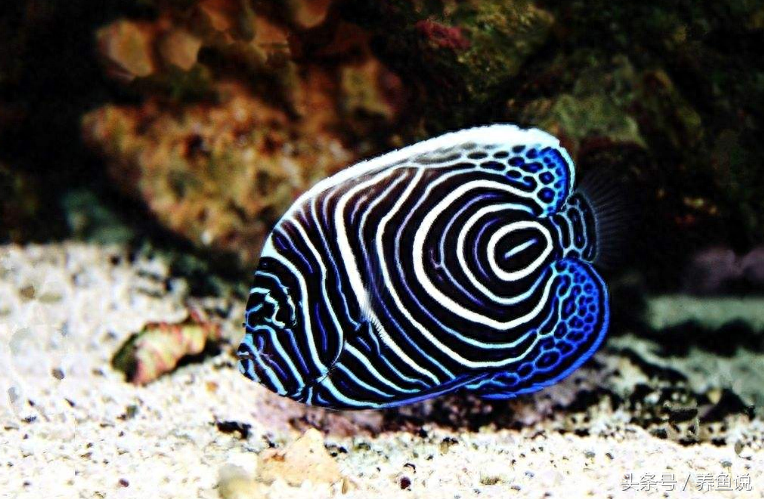 觀賞魚(yú)種類(lèi)及名稱(chēng)_觀賞魚(yú)種類(lèi)大全_觀賞種類(lèi)大全魚(yú)種