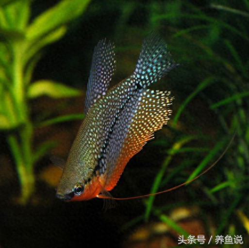 觀賞種類(lèi)大全魚(yú)種_觀賞魚(yú)種類(lèi)及名稱(chēng)_觀賞魚(yú)種類(lèi)大全