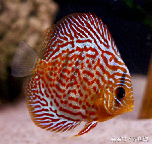 觀賞魚(yú)種類(lèi)及名稱(chēng)_觀賞魚(yú)種類(lèi)大全_觀賞種類(lèi)大全魚(yú)種