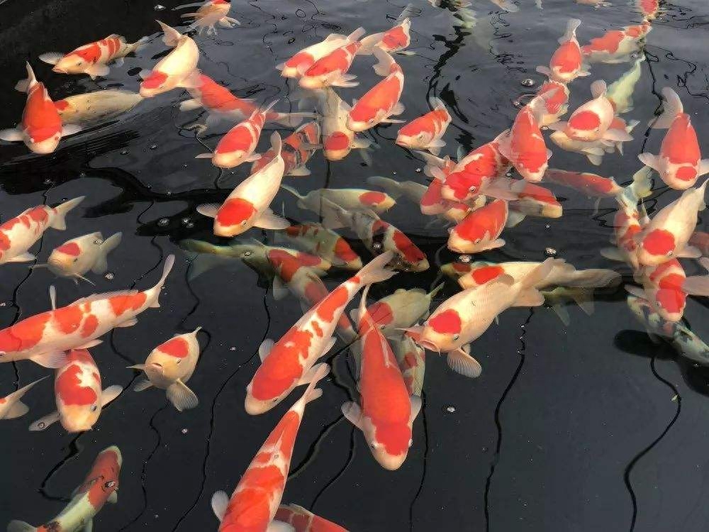 觀賞魚種類大全_觀賞種類大全魚類圖片_觀賞種類大全魚種