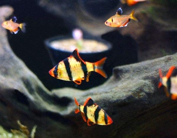十大最受歡迎的觀賞魚排名，養(yǎng)殖這些魚不會吃虧