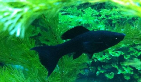 十大最受歡迎的觀賞魚排名，養(yǎng)殖這些魚不會吃虧