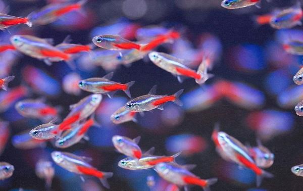 十大最受歡迎的觀賞魚排名，養(yǎng)殖這些魚不會吃虧