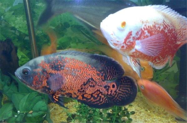 十大最受歡迎的觀賞魚排名，養(yǎng)殖這些魚不會吃虧